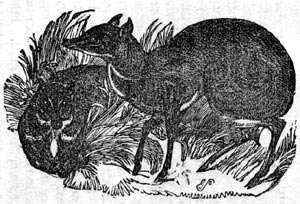 Musk Deer