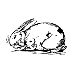 rabbit