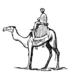 camel