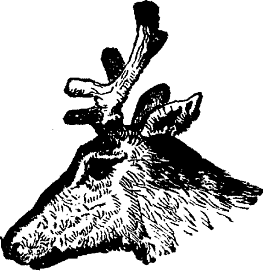 Illustration: TAIL PIECE, REINDEER