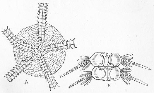 Fig. 61