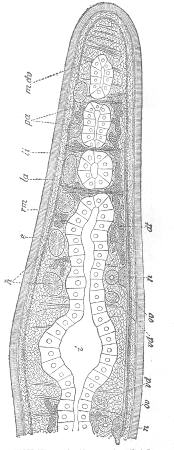 6. CROSS-SECTION OF TURBELLARIAN. HATSCHEK, FROM
JIJIMA.