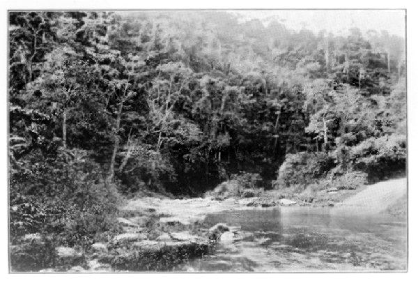 A Scene in the Maracas Valley, Trinidad.