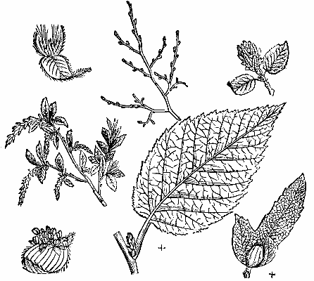 CARPINUS BETULUS, LEAF, CATKINS, AND FRUIT.