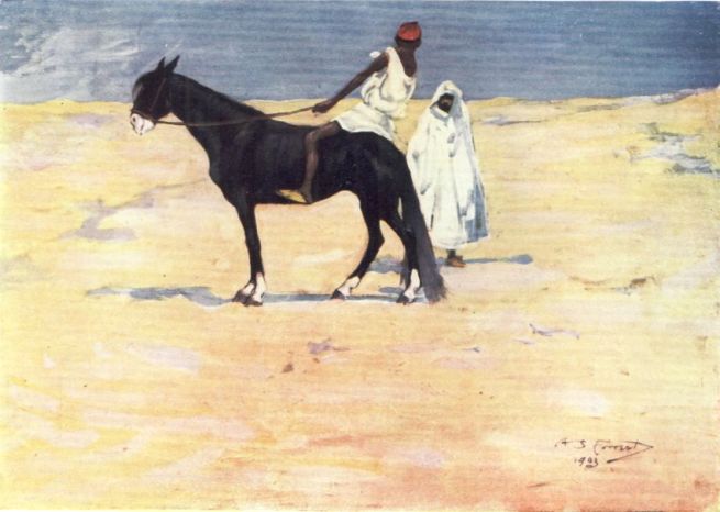 AN ARAB STEED