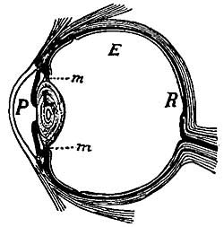 FIG. 78.—The eye.