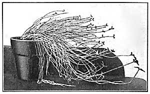 FIG. 85—Stems and leaves of oxalis growing toward the
light.