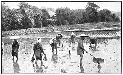 FIG. 138.—Rice for its growth needs periodical
flooding, and irrigation often supplies the necessary water.