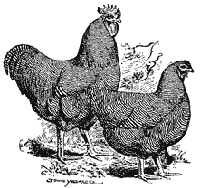 BARRED PLYMOUTH ROCKS