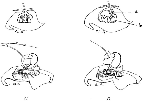 Fig. 77.