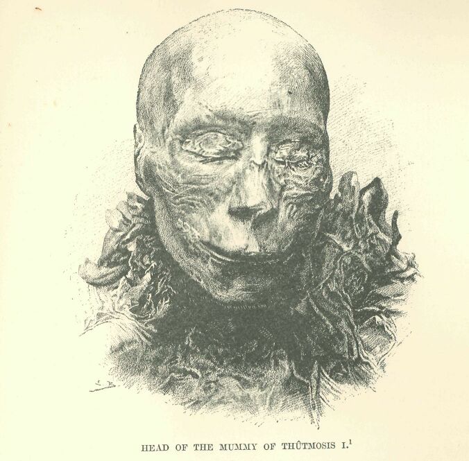 353.jpg Head of the Mummy Of Thtmosis I. 