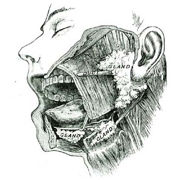 SALIVARY GLANDS.