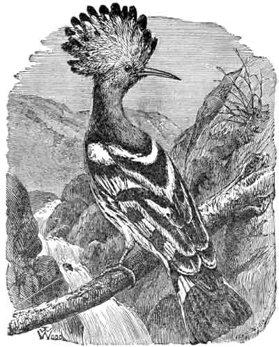 The Hoopoe