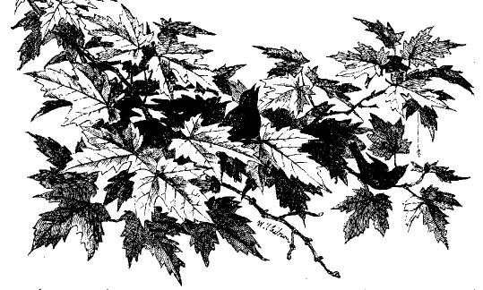 leaves