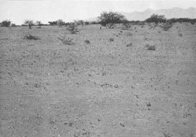 Plate II. Fig. 2.—Kangaroo Rat Country Following Summer Drought.