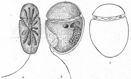 Glenodinium compressa, n. sp.