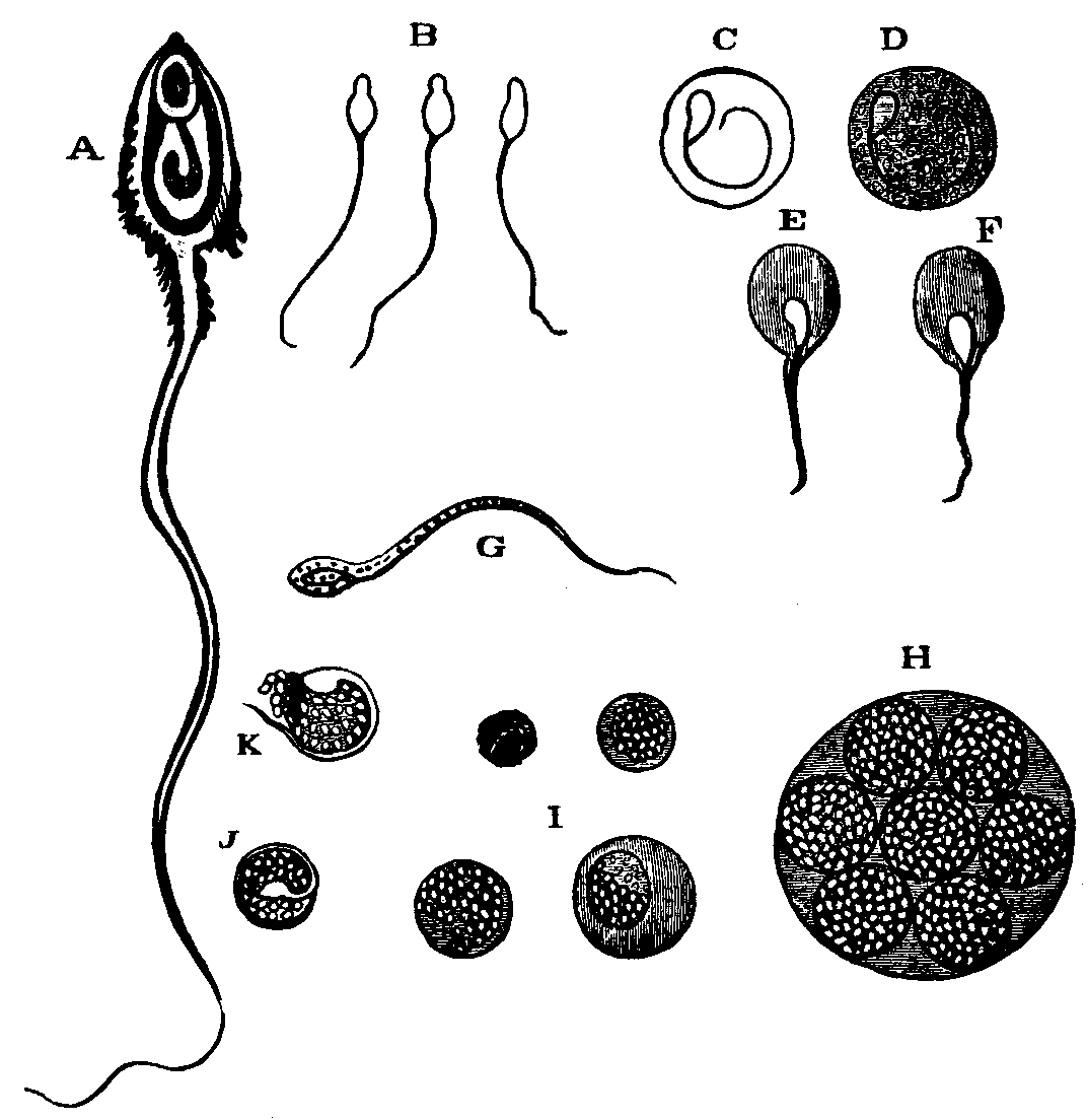 Illustration:
Fig. 1.