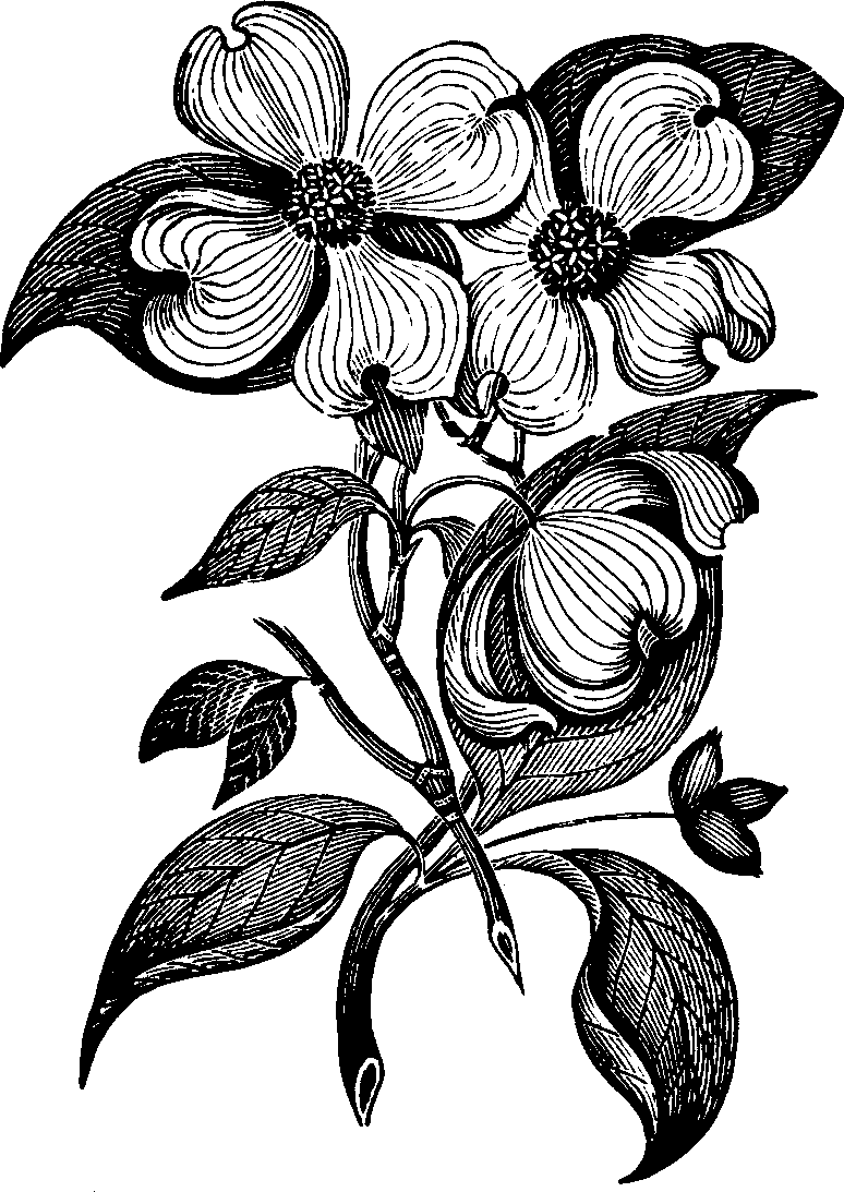 Illustration:
Fig. 140. Dogwood.