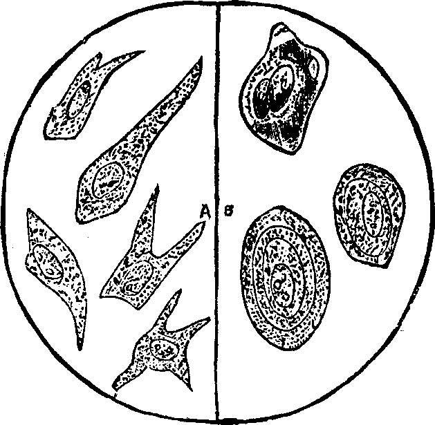 Illustration:
Fig. 8.