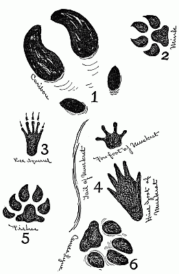 Footprints of animals.