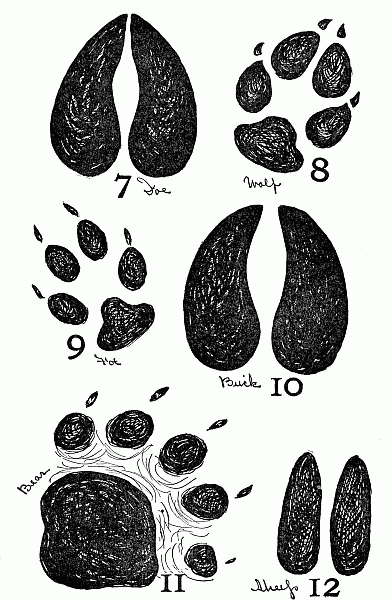 Footprints of animals.