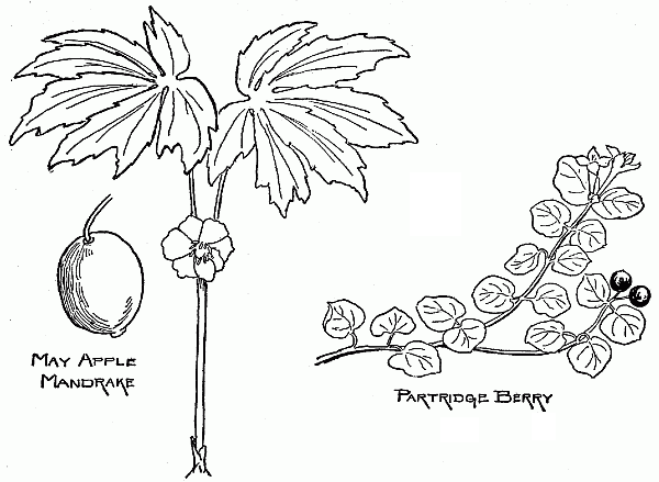 Fruits common to most of the States.