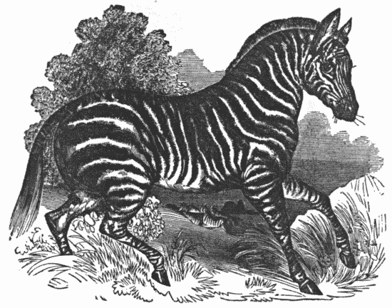 THE ZEBRA.