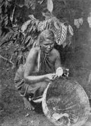 CUT POD, REVEALING THE WHITE PULP ROUND THE BEANS (CEYLON.)