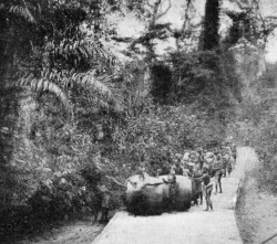 ROLLING CACAO, GOLD COAST.
Reproduced by permission of the Editor of "West Africa."