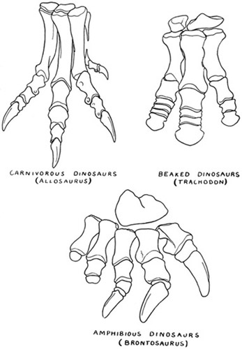 Fig. 8.: Hind Feet of Dinosaurs, to show the three
chief types (Theropoda, Orthopoda, Sauropoda).