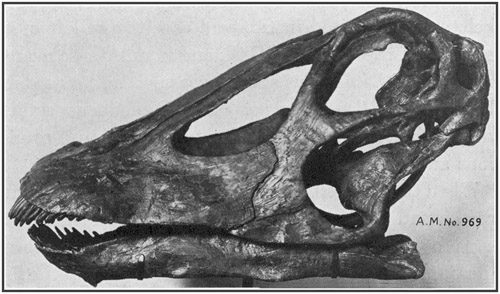 Fig. 23.: Skull of Diplodocus from Bone-Cabin Quarry,
north of Medicine Bow, Wyoming.