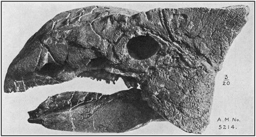 Fig. 35.: Skull and lower jaw of Armored Dinosaur Ankylosaurus, from
Upper Cretacic (Edmonton formation) of Alberta. Left side view.