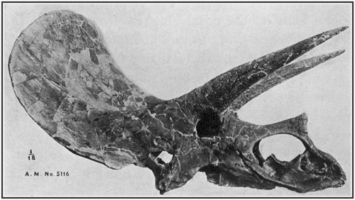 Fig. 38.: Skull of Triceratops from the Lance
formation in Wyoming.