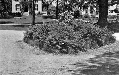 Fences masked by shrubbery