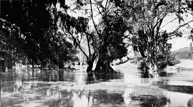 Illustration: A TROPICAL RIVER SCENE.