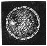 Fig. 24. Eitje van een zoogdier.