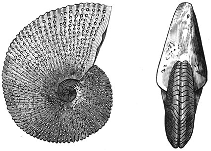 Fig. 200. Ammoniet der triasperiode.