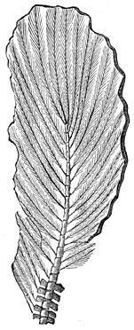 Fig. 230. Staart van den archeopteryx.