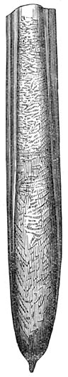 Fig. 263. Belemniet der krijtperiode.