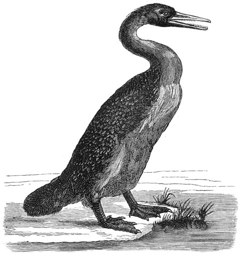 Fig. 271. De tandvogels. (Hesperornis regalis).