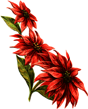 Poinsettia