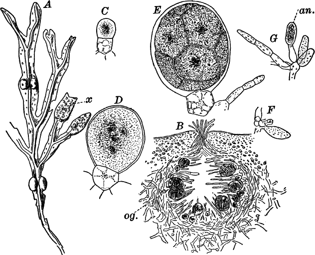 Fig. 26.