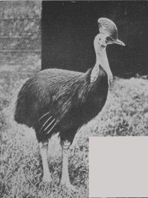 CASSOWARY