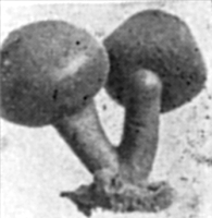 Fig. 849b.