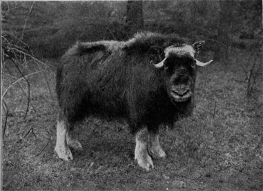 Musk ox