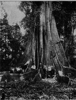 A giant fig-tree, 140 feet in circumference