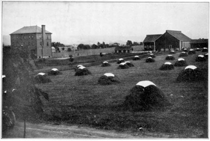 Curing alfalfa at the Pennsylvania Experiment
Station.