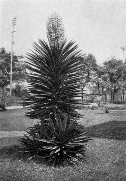 THE SPANISH DAGGER IN BLOOM