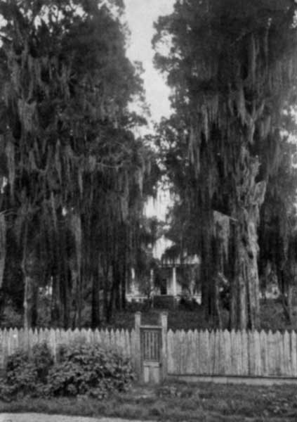 MOSS-DRAPED LIVE-OAKS.