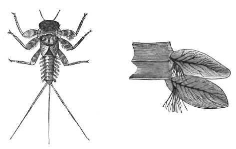 LARVA OF BAËTIS, WITH BREATHING PADDLES, MAGNIFIED.